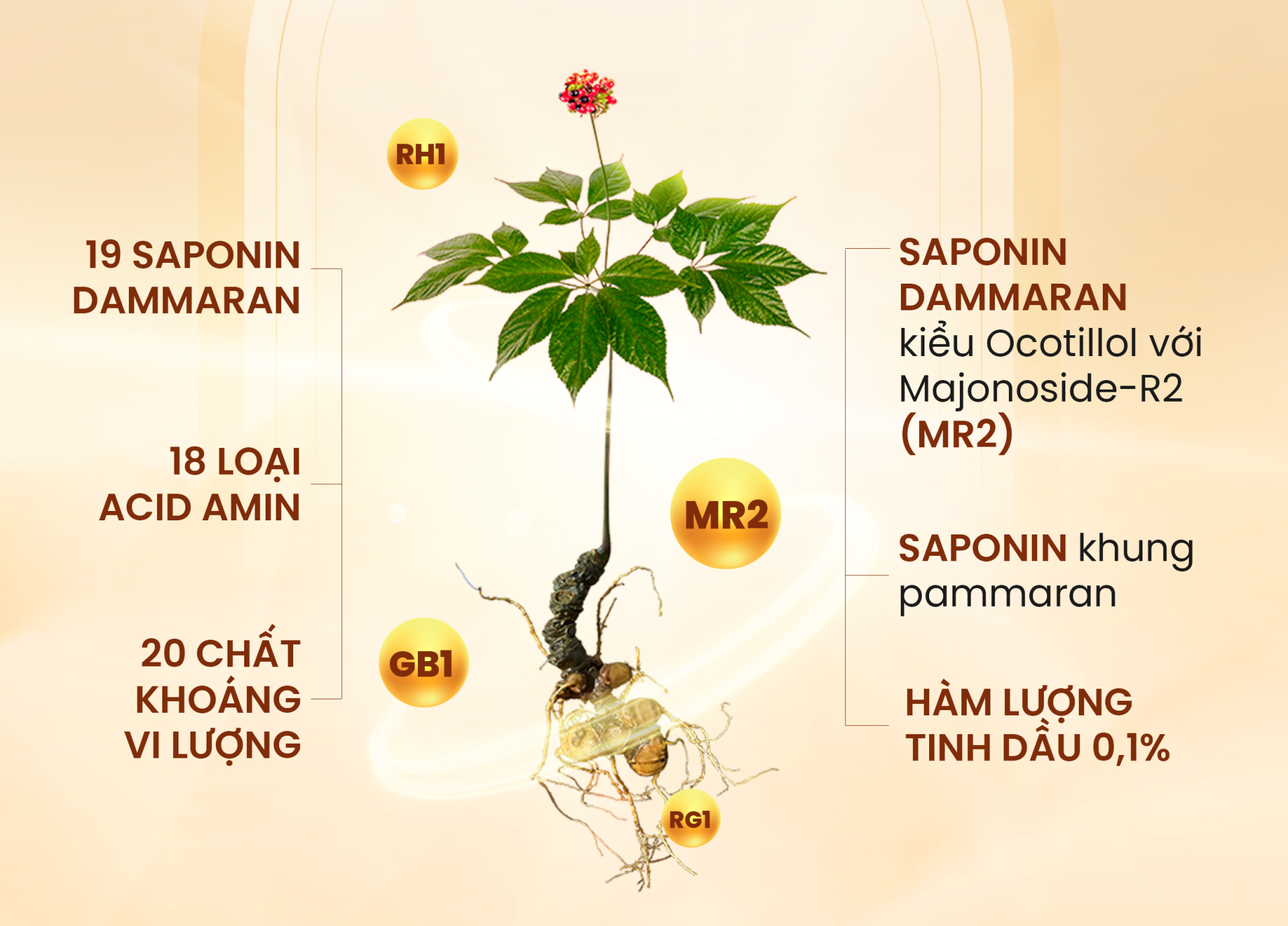 tác dụng sâm Ngọc Linh, sâm ngọc linh TRIMICO